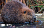 Nature charity plans to release wild beavers into Dorset rivers