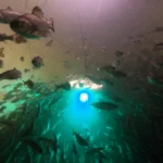 Salmon exposed to cocaine swim almost twice as far, study shows