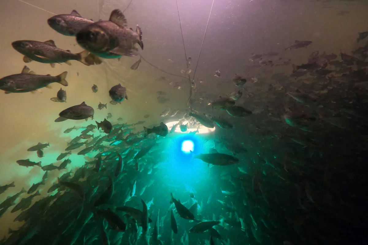 Salmon exposed to cocaine swim almost twice as far, study shows