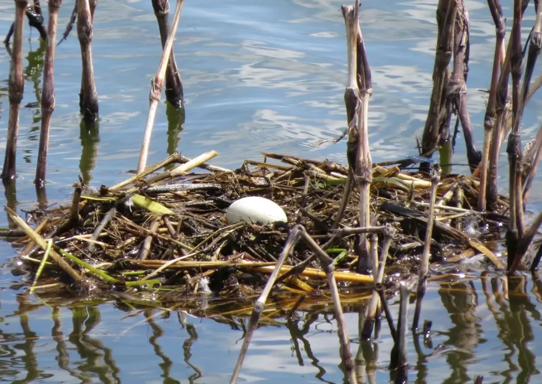 a white egg on a nest floating in the water