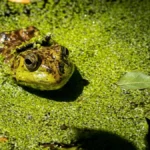 Invasive Species in California That Damage Crops and Endanger Native Animals