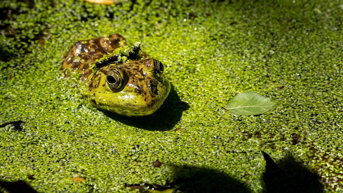 Invasive Species in California That Damage Crops and Endanger Native Animals