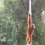 How one orangutan braved new bridge to unite his split community