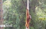 How one orangutan braved new bridge to unite his split community