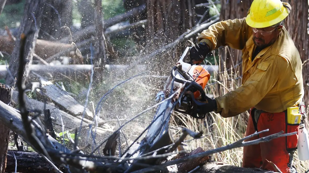 Forest Service firefighter using chainsaw to clear brush in forest