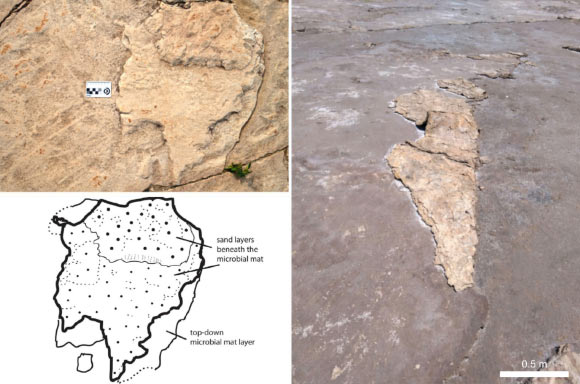 A large, flipped-over fragment of a microbial mat deposited on a Cambrian (left) and modern-day (right) beach. Note the trails Climactichnites near the scale in the left photograph. Image credit: Nora Noffke.