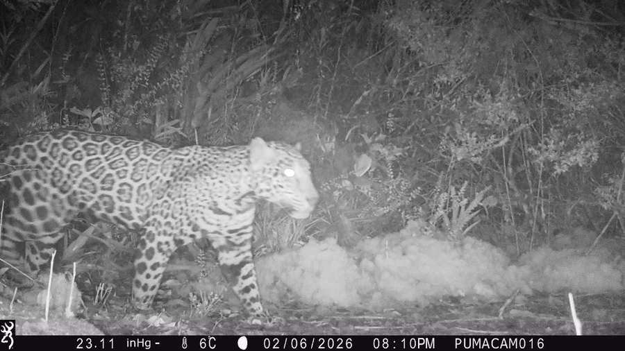 A night-vision image of the jaguar