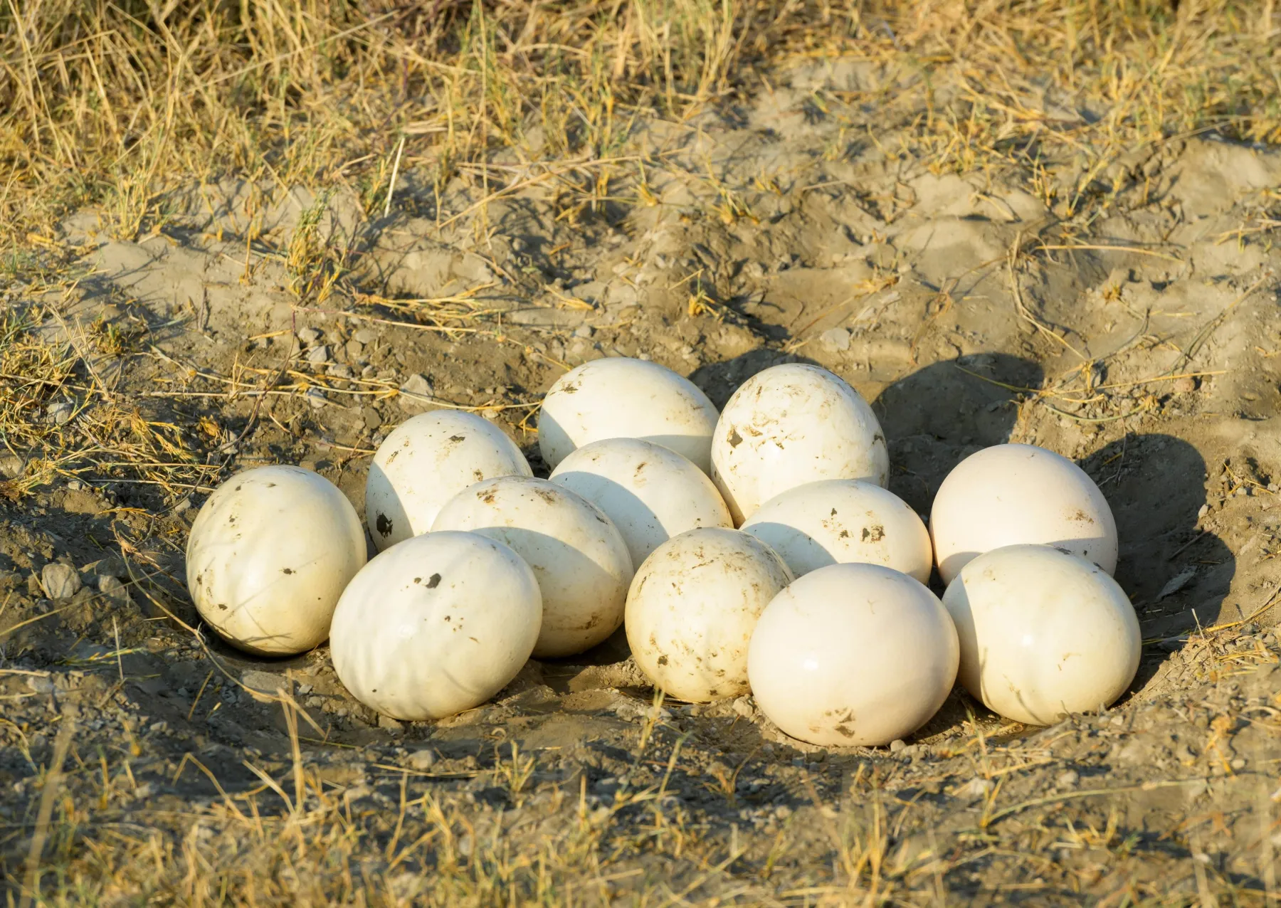 a clutch of 12 large ostrich eggs in a sandy nest