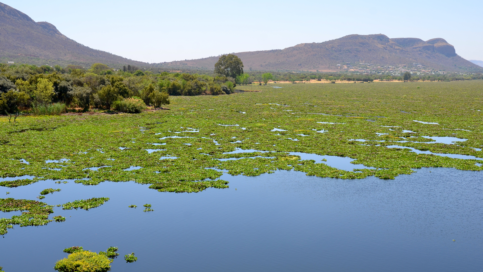 A photo of a thick green mat of aquatic plants on the surface of the reservoir at Hartebeespoort Dam