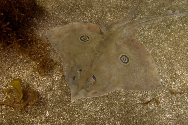 Brown Rasptail Skate