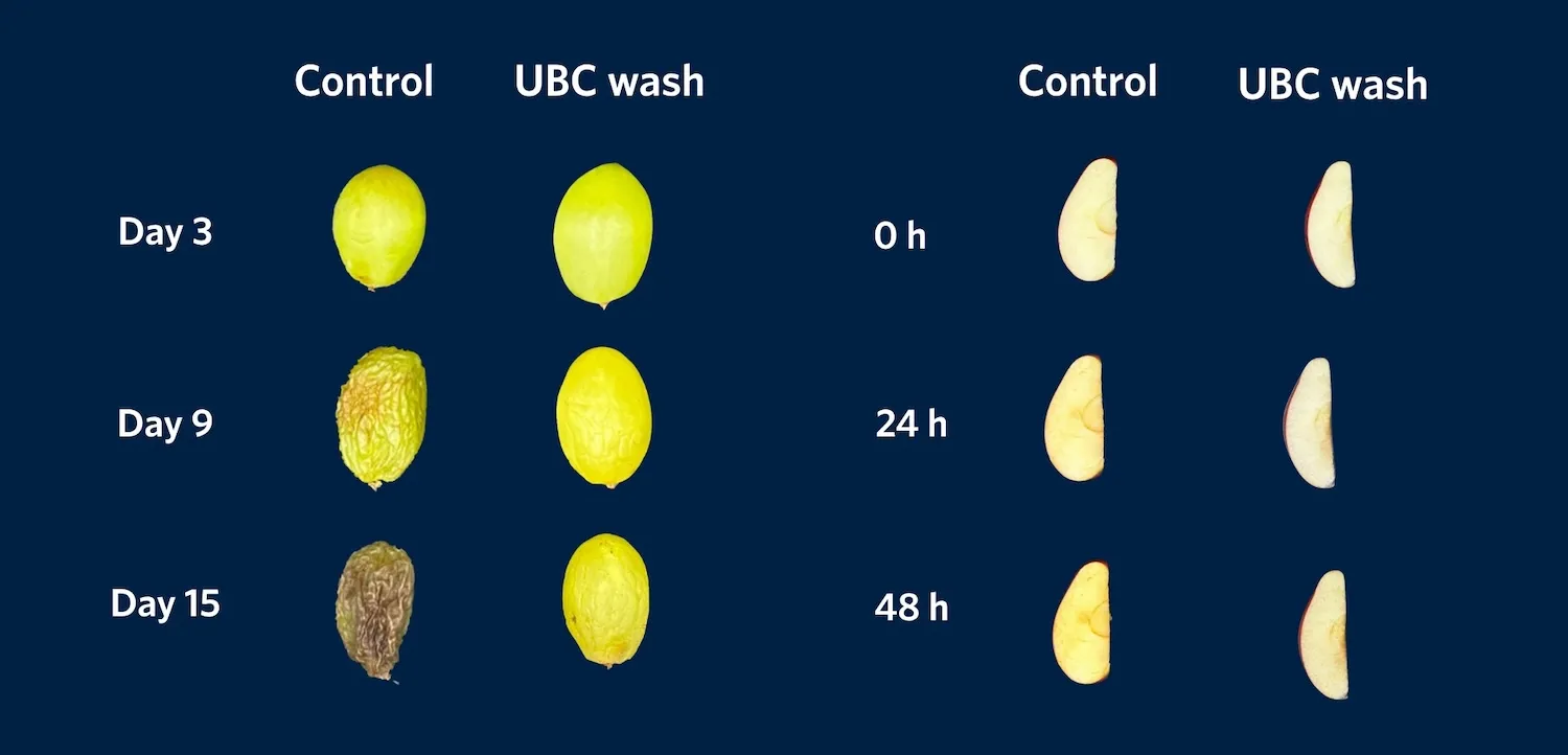 Comparison timelapse image of grapes and apples showing control fruit and fruit treated with solution. The treated fruits last much longer
