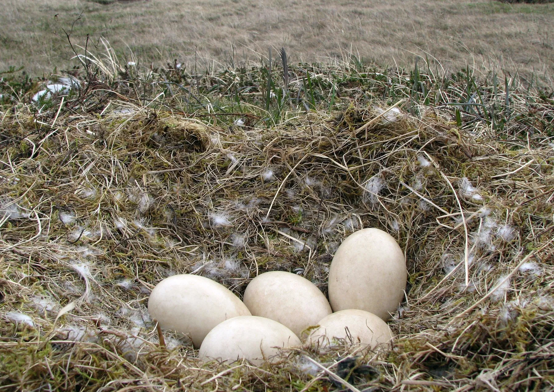 a clutch of five off-white eggs in a nest with white downy feathers around them
