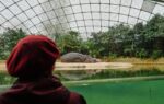 A specialized tour at the Berlin Zoo brings joy to people living with dementia