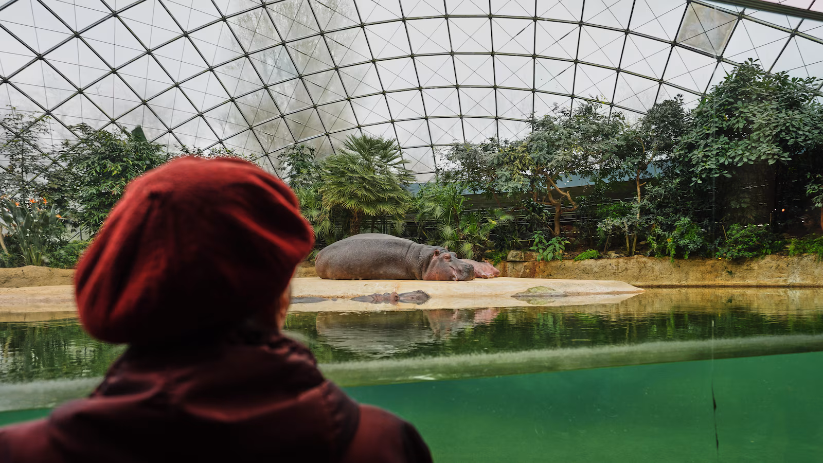 A specialized tour at the Berlin Zoo brings joy to people living with dementia
