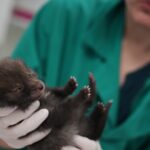 How a Paris-area wildlife hospital keeps rescued animals wild