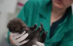 How a Paris-area wildlife hospital keeps rescued animals wild