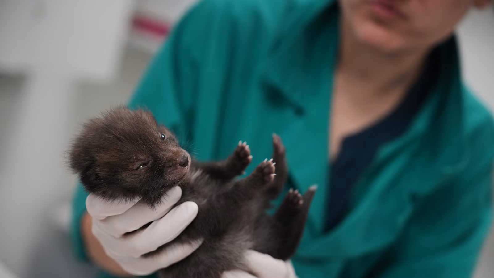 How a Paris-area wildlife hospital keeps rescued animals wild