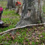 Volunteers work to expand the magic, healthy reach to trees