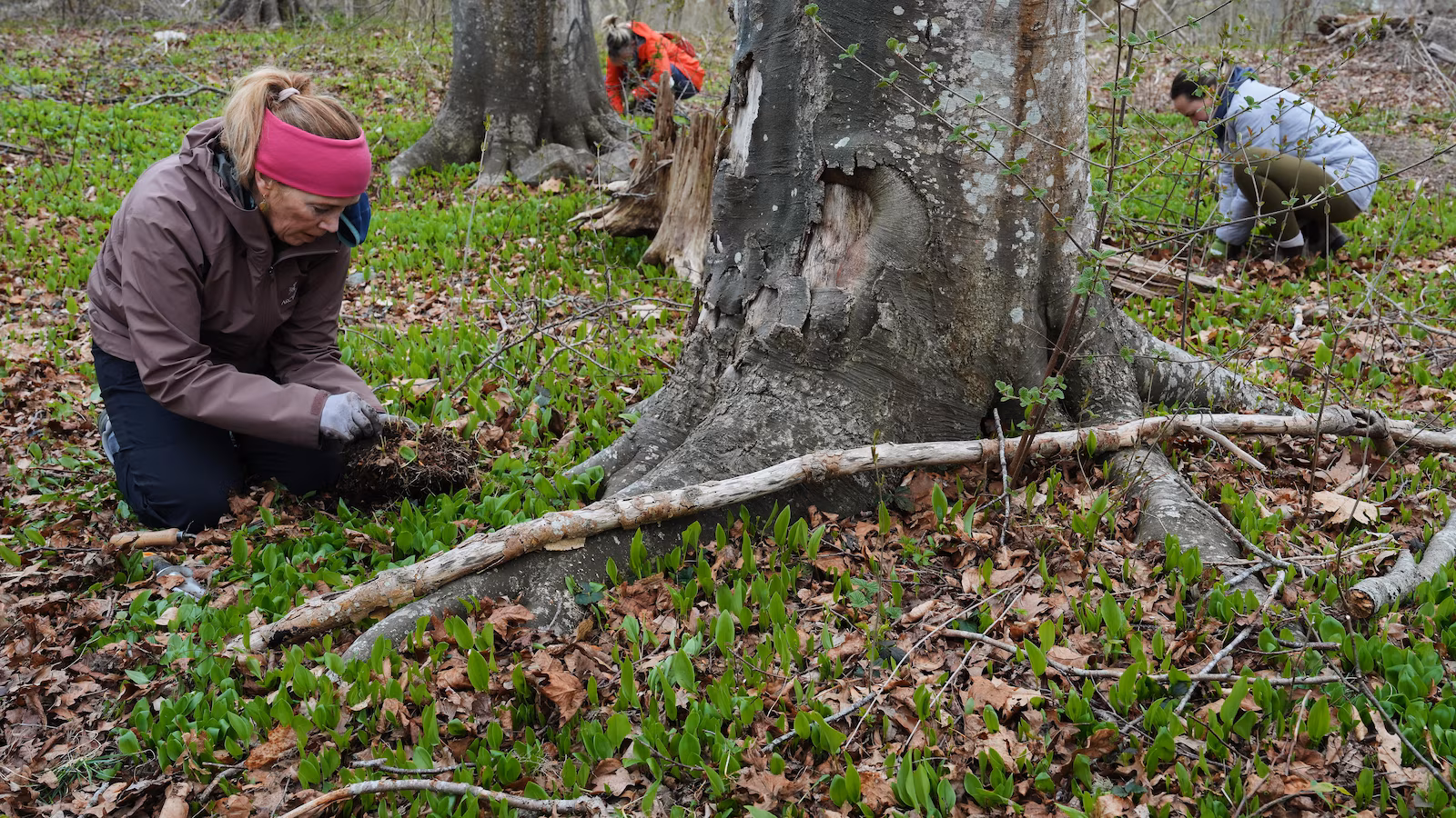 Volunteers work to expand the magic, healthy reach to trees