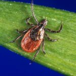 Tick season off to a fast start, and some experts worry about future illnesses
