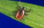 Tick season off to a fast start, and some experts worry about future illnesses