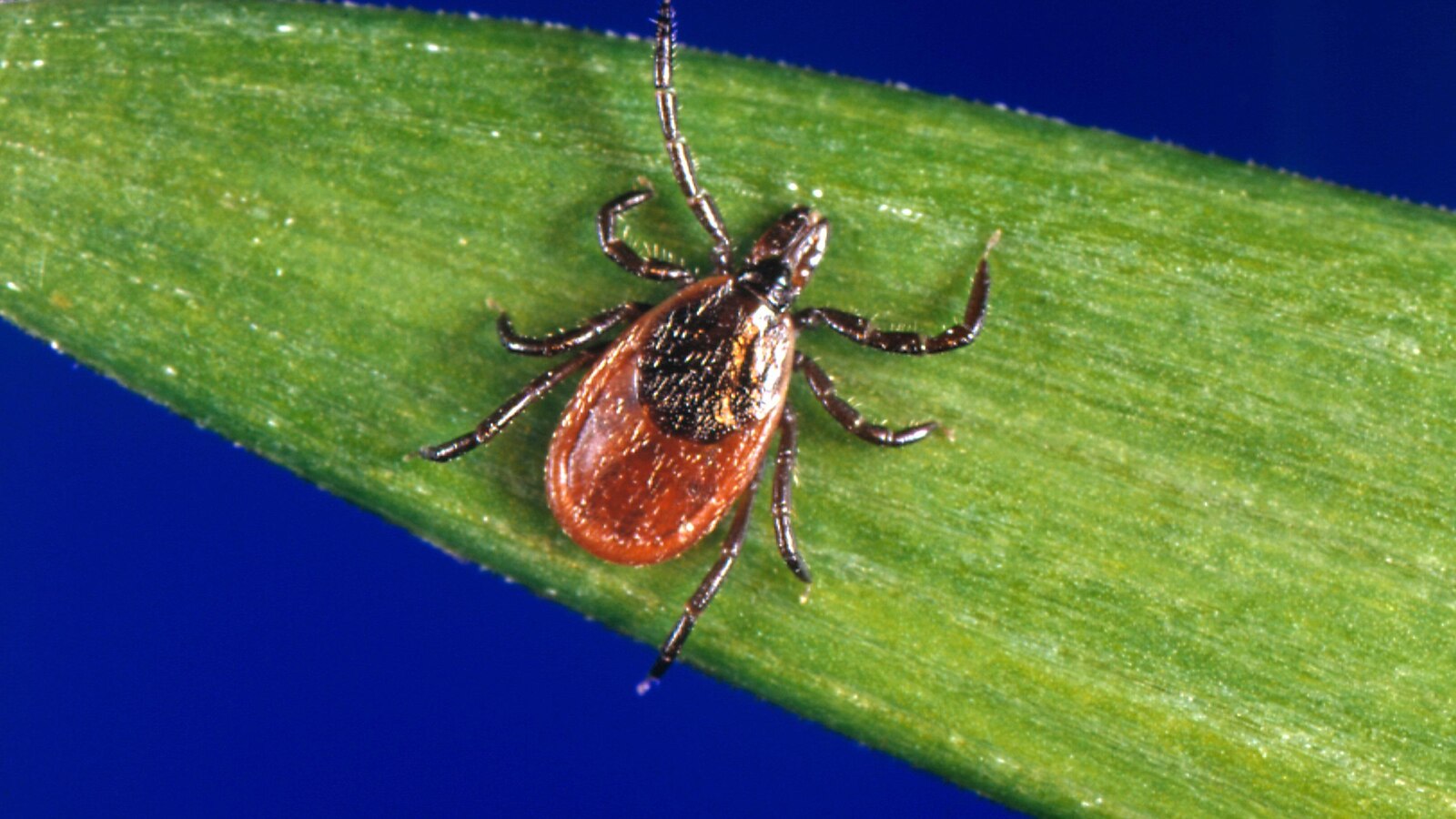 Tick season off to a fast start, and some experts worry about future illnesses