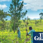 Iran war may cause food shortages in Africa, world’s largest fertiliser firm says | Chemical industry