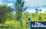 Iran war may cause food shortages in Africa, world’s largest fertiliser firm says | Chemical industry