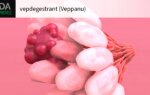First-in-Class Vepdegestrant Approved in Advanced Breast Cancer