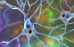 Is Pure Autonomic Failure a Warning Sign for Parkinson's? What a New Study Shows.
