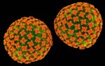 Hantavirus Outbreak: 'Not the Next COVID' but Still Cause for Concern