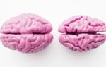 A 'Youthful' Brain May Boost Alzheimer's Resilience
