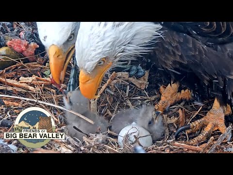 Jackie and Shadow's chicks names: Say hello to Luna and Sandy!