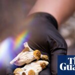 Magic mushrooms could be effective treatment for cocaine addiction, study shows | Drugs