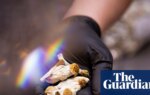 Magic mushrooms could be effective treatment for cocaine addiction, study shows | Drugs
