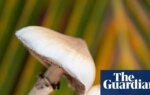 Single dose of magic mushroom psychedelic can cause anatomical brain changes, study finds | Neuroscience