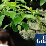 The climate crisis is making our hay fever worse – and affecting our enjoyment of nature | Environment
