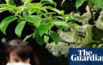 The climate crisis is making our hay fever worse – and affecting our enjoyment of nature | Environment