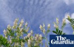 Plantwatch: how goat’s rue inspired super drug for everything from diabetes to obesity | Environment