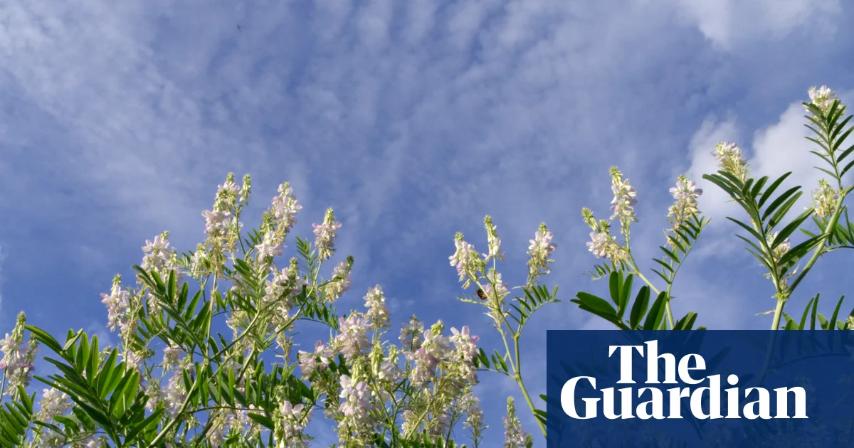 Plantwatch: how goat’s rue inspired super drug for everything from diabetes to obesity | Environment