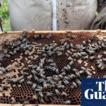 Readers reply: Which organisms are most beneficial to humans without us realising? | Life and style