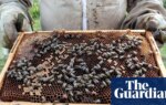 Readers reply: Which organisms are most beneficial to humans without us realising? | Life and style