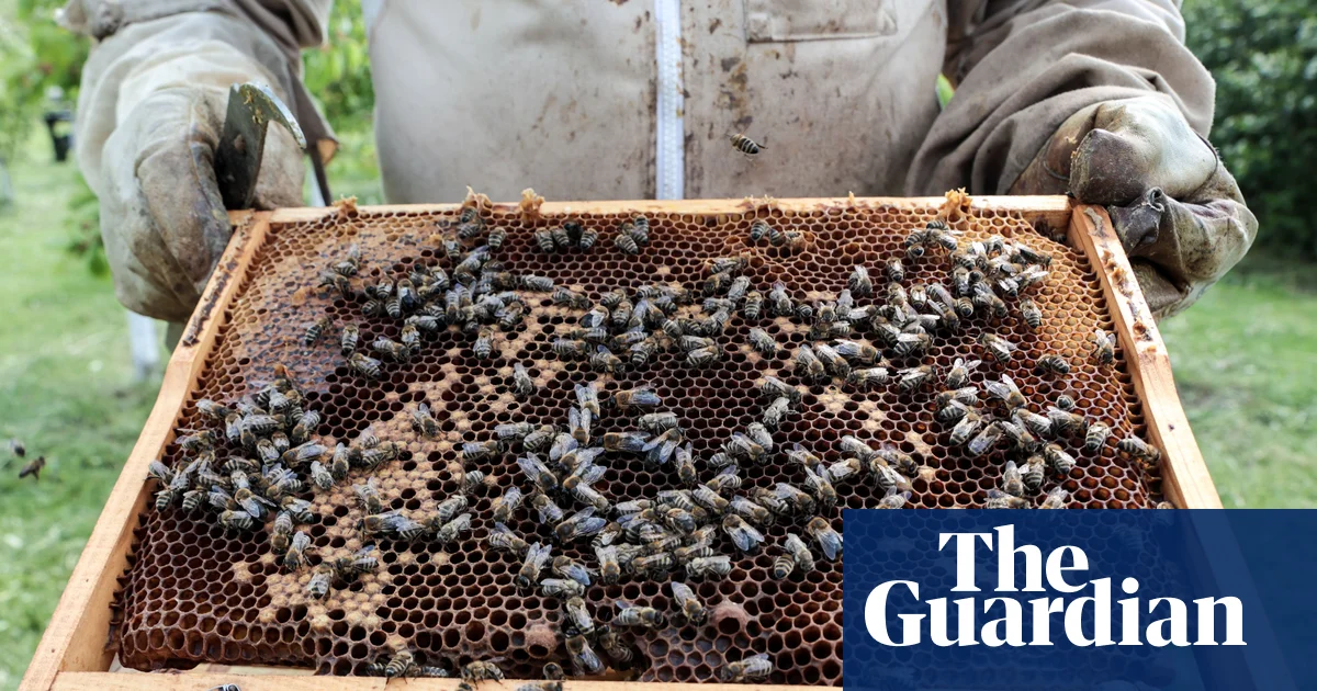 Readers reply: Which organisms are most beneficial to humans without us realising? | Life and style