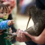 A citizen campaign returns iconic kiwi birds to New Zealand's capital after a century-long absence