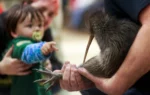 A citizen campaign returns iconic kiwi birds to New Zealand's capital after a century-long absence