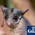 Federal government accused of watering down proposal to protect Australia’s threatened species and ecosystems | Australian politics
