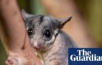 Federal government accused of watering down proposal to protect Australia’s threatened species and ecosystems | Australian politics