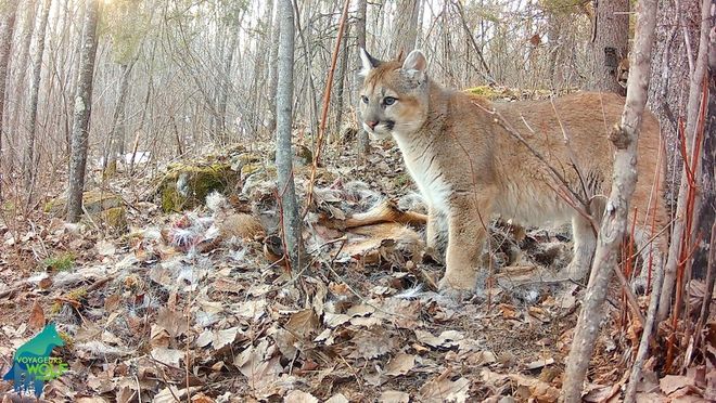 Cougar kitten in Minnesota, with Voyageurs Wolf Project