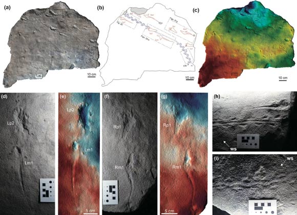 Jinjuichnus procerus trackway and associated small vertebrate trackways preserved on a single slab. Image credit: Jung et al., doi: 10.1038/s41598-026-48019-y.