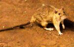 What to know about hantavirus, the illness suspected in a cruise ship outbreak